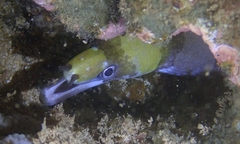 Gymnothorax rueppelliae