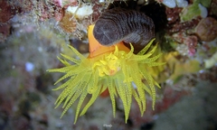 Polyplectana kefersteinii