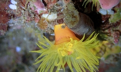 Polyplectana kefersteinii