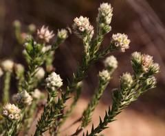 Phylica cuspidata cuspidata