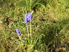 Muscari