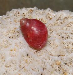 Tricolia kochii