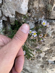 Erigeron arenarioides