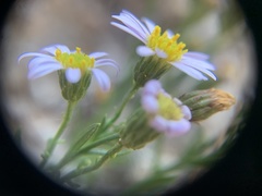 Erigeron arenarioides