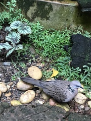 Streptopelia chinensis