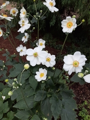 Eriocapitella × hybrida