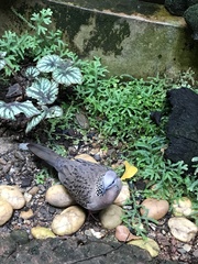 Streptopelia chinensis