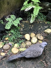 Streptopelia chinensis