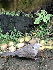 Streptopelia chinensis