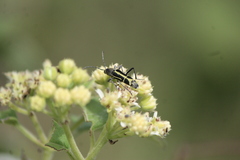 Tanyochraethes clathratus