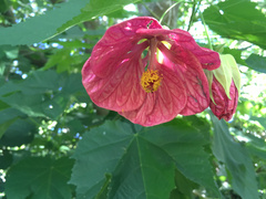 Abutilon × hybridum