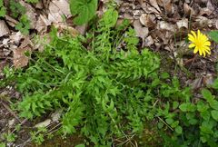 Hyoseris radiata