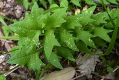 Hyoseris radiata