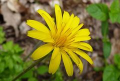 Hyoseris radiata