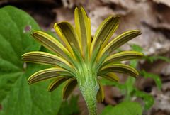 Hyoseris radiata