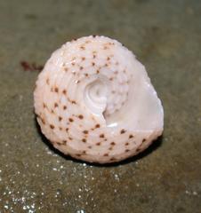 Trochus nigropunctatus