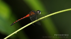 Amphithemis curvistyla