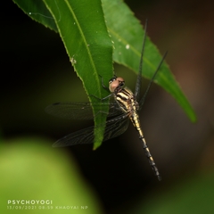 Amphithemis curvistyla