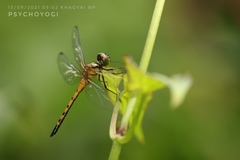 Amphithemis curvistyla