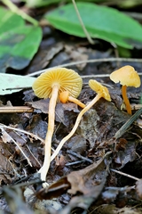 Cuphophyllus