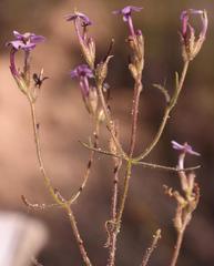 Polycarena lilacina lilacina