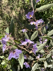 Solanum silvestre