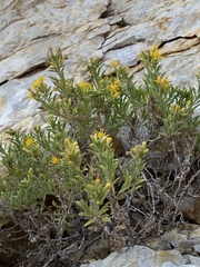 Ericameria obovata