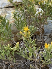 Ericameria obovata