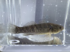 Dormitator maculatus