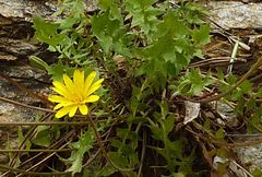 Hyoseris radiata