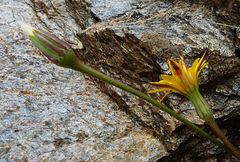 Hyoseris radiata