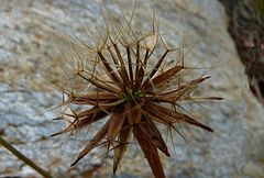 Hyoseris radiata