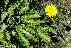 Hyoseris radiata