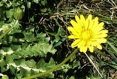 Hyoseris radiata