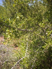 Rhus mysorensis