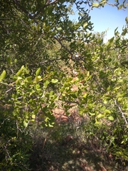 Rhus mysorensis