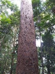 Agathis microstachya