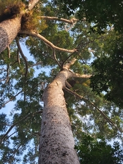 Agathis microstachya