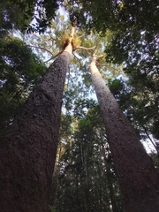 Agathis microstachya