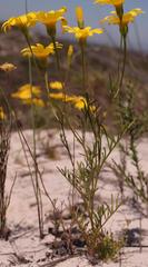 Steirodiscus tagetes