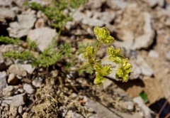 Cymopterus terebinthinus californicus