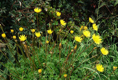 Hyoseris radiata