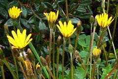 Hyoseris radiata