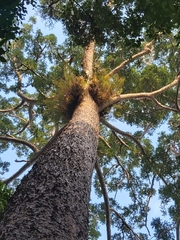 Agathis microstachya