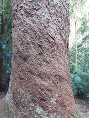 Agathis microstachya