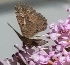 Archirhoe neomexicana