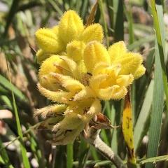 Conostylis candicans