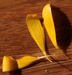 Steirodiscus tagetes