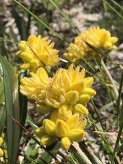 Conostylis candicans