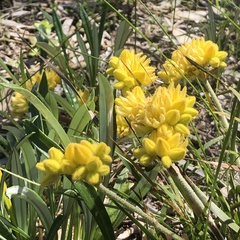 Conostylis candicans